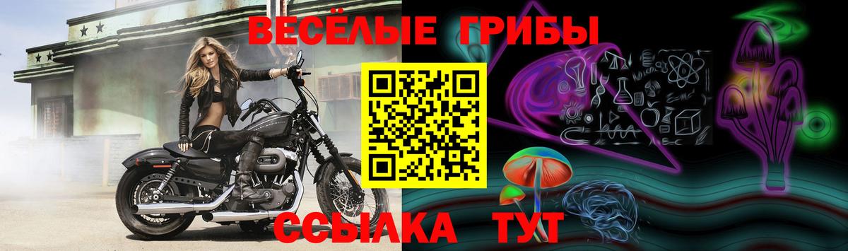 Выборг  Псилоцибиновые грибы прущие грибы  Вход с VPN 